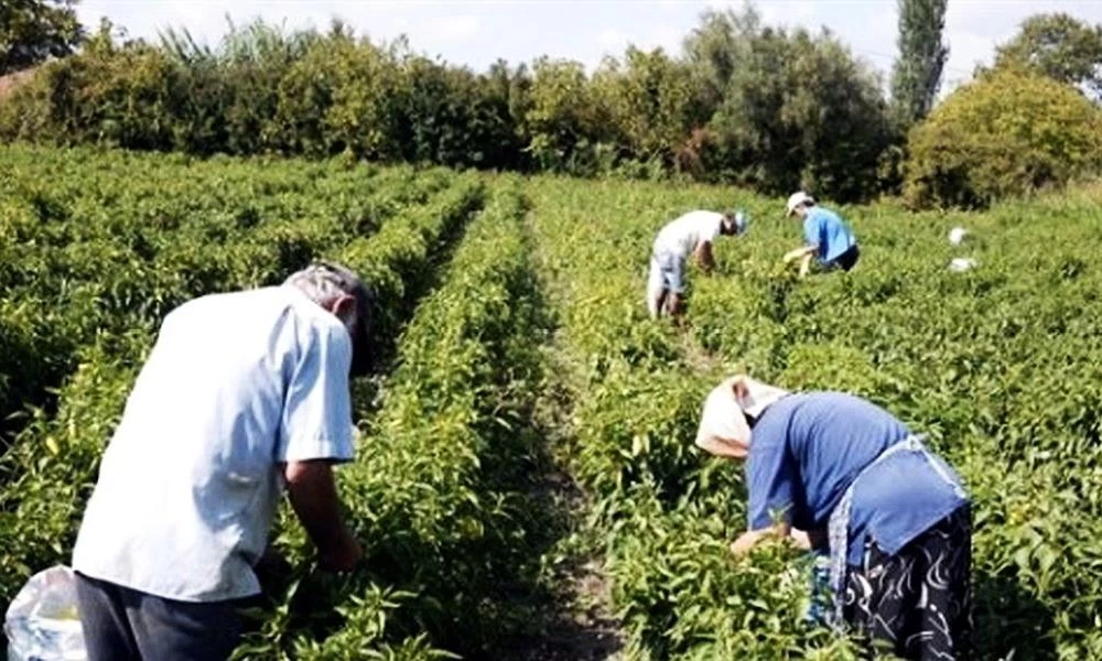 Αντιδρούν οι Έλληνες αγρότες για τα αυξημένα μεροκάματα τον Αλβανών εργατών